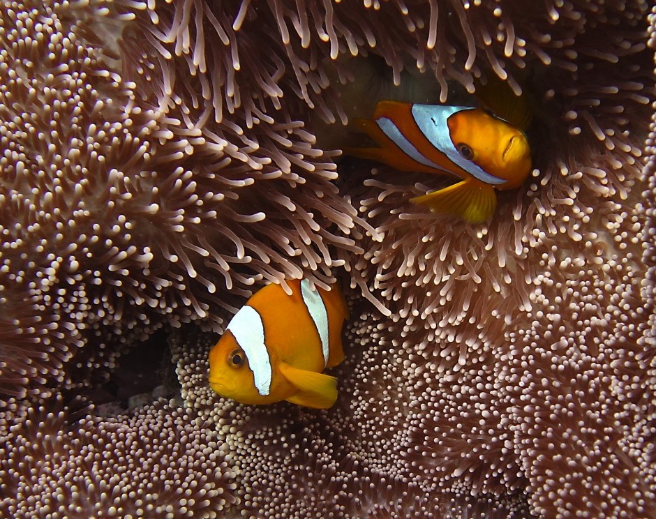 Chagos anemonefish and Merten's anemone