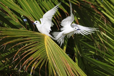 Fairy terns