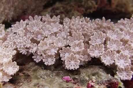 Tubipora coral polyps