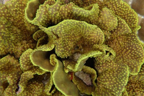 Turbinaria coral