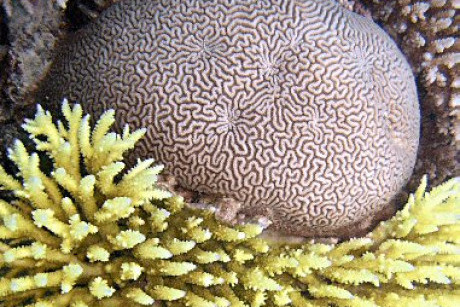 Chagos brain coral