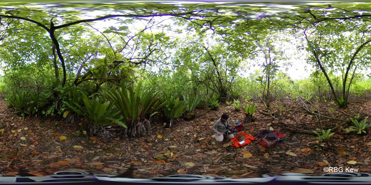 360 image of vegetation on Diego Garcia