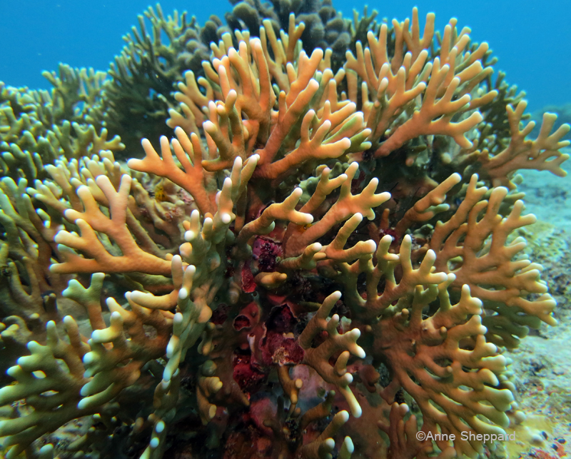 Fire coral (Millipore sp), Middle Island