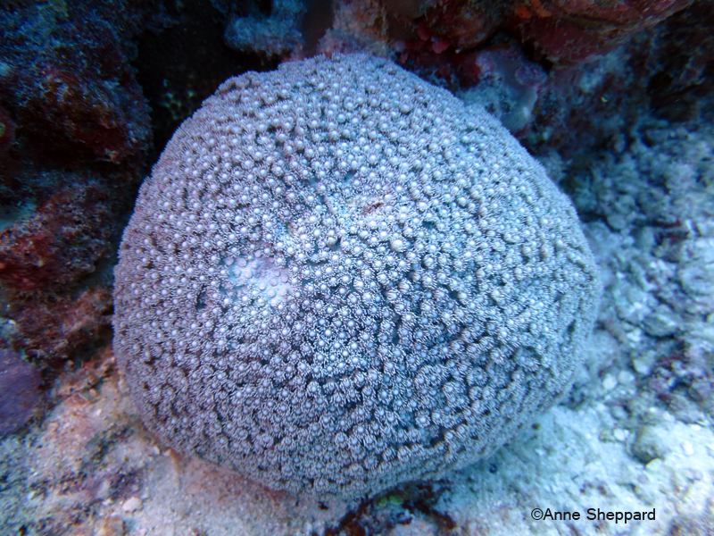 Coral (Goniopora sp), Eagle Island lagoon