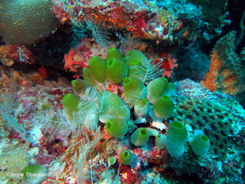 Ascidian Atriolum robustum, Nelsons Island