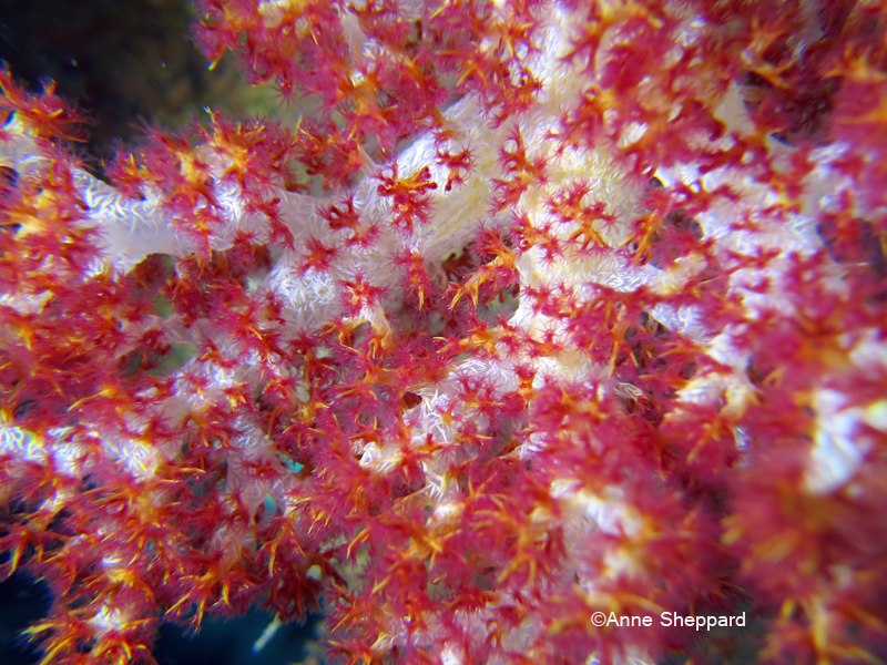 Soft coral (Dendronepthya sp), Peros Banhos Atoll lagoon