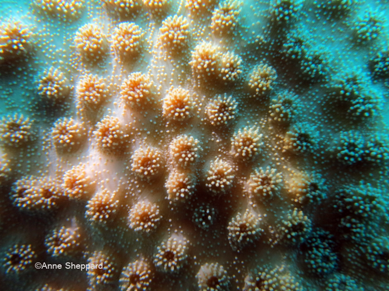 Coral (Echinopora sp), Peros Banhos Atoll lagoon Ile Diamant