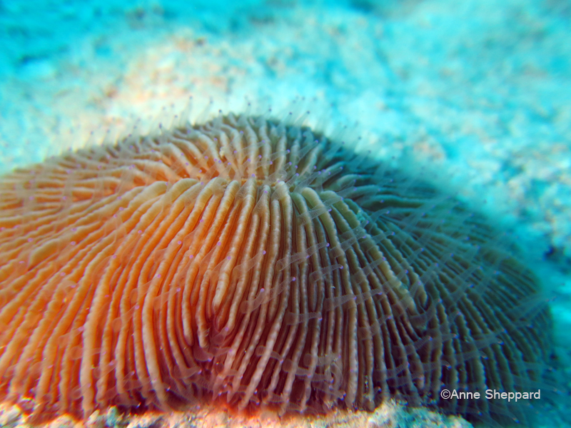 Mushroom coral (Fungia sp), Peros Banhos Atoll lagoon Ile Diamant