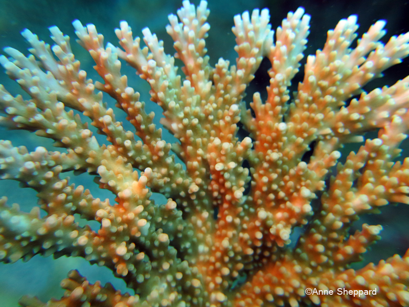 Coral (Acropora sp), Peros Banhos Atoll lagoon