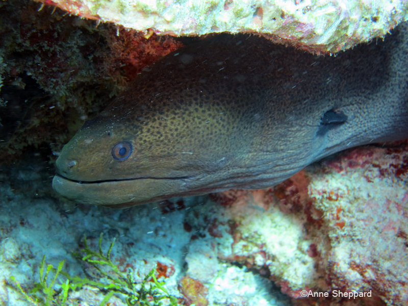 Moray eel (Gymnothorax undulatus), Peros Banhos Atoll