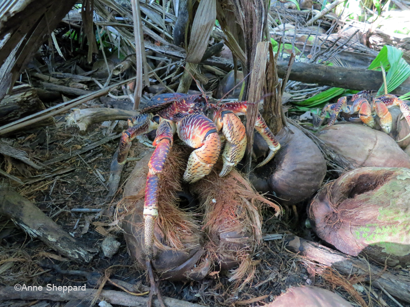 Coconut crab, Ile Boddam
