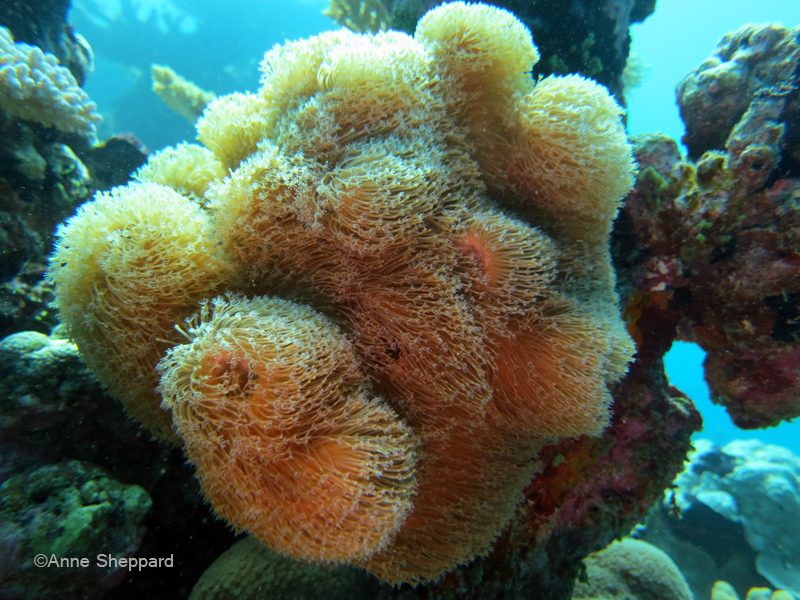 Soft coral, Salomons Atoll lagoon