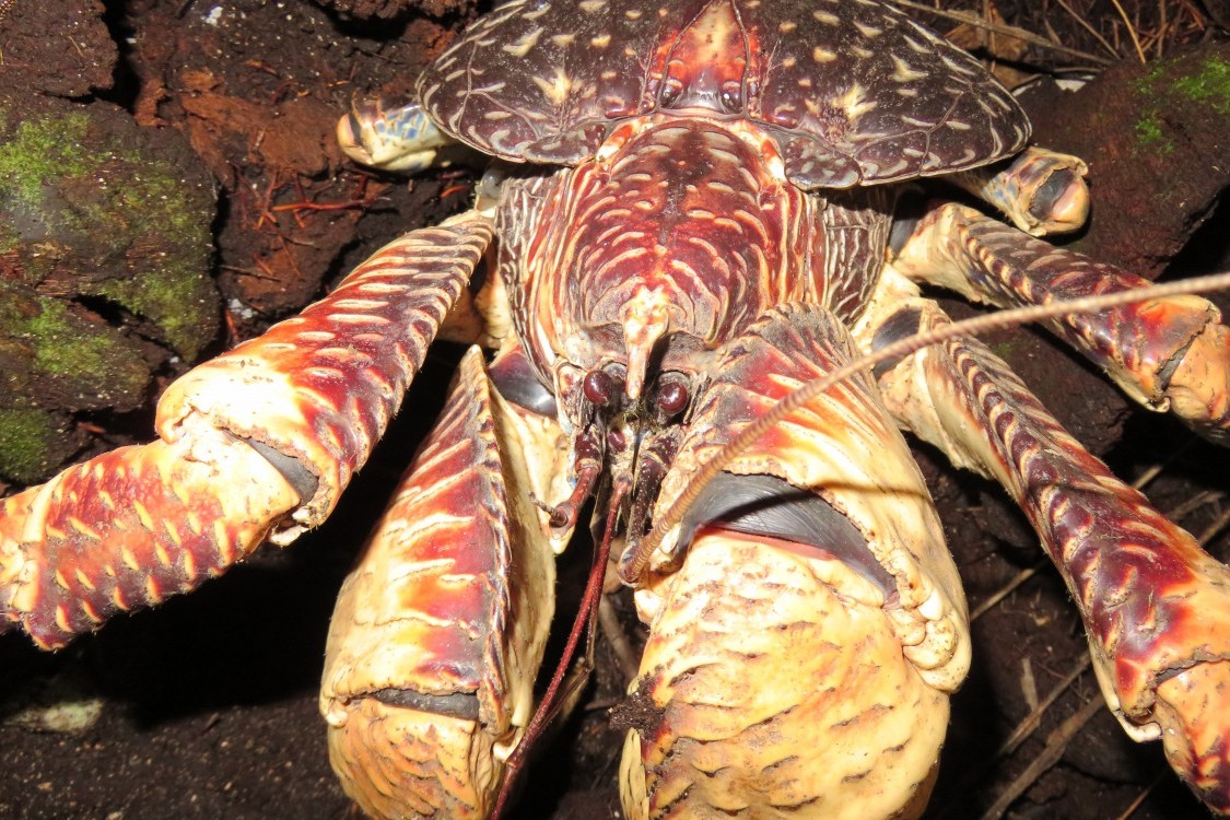 Coconut crabs: from behavior to conservation | Chagos Conservation Trust