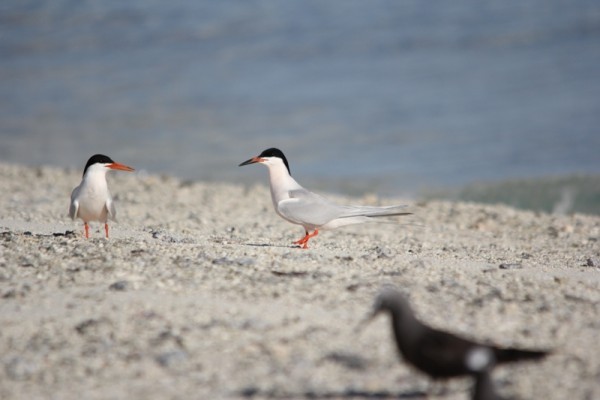 Febuary 2013 Expedition - Building a census of birdlife in the Chagos