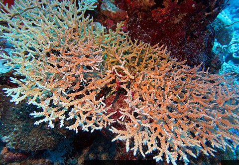 New Corals of Chagos