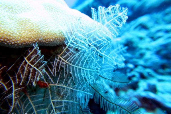 Stinging hydroids, Middle Island