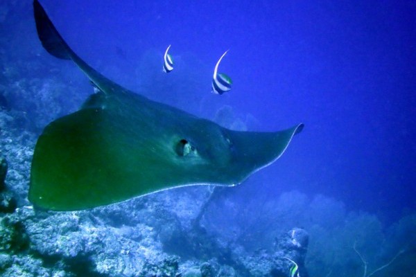 Stingray (Dasyatis sp), Middle Island