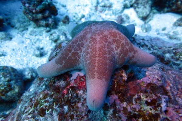 Starfish (Choriaster granulatus), Eagle Island lagoon