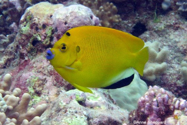 Three spot angelfish (Apolemichthys trimaculatus), Eagle Island lagoon