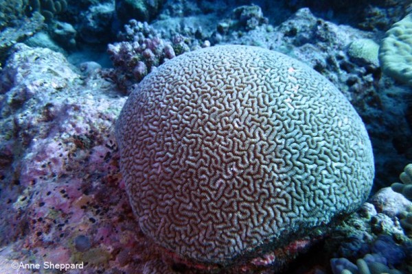 Chagos endemic brain coral (Ctenella chagius), Eagle Island lagoon