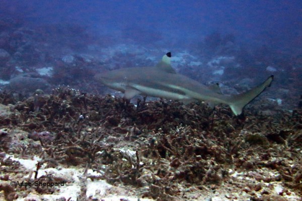 Black tip reef shark (Carcharhinus melanopterus), Eagle Island lagoon