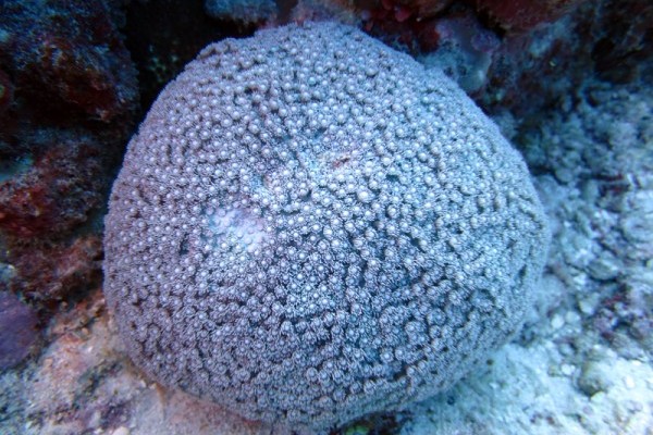 Coral (Goniopora sp), Eagle Island lagoon