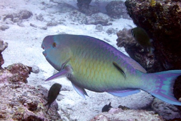 Parrotfish (Scarus sp), Eagle Island lagoon