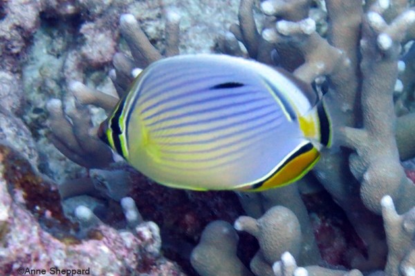Redfin butterflyfish (Chaetodon trifasciatus), Eagle Island lagoon