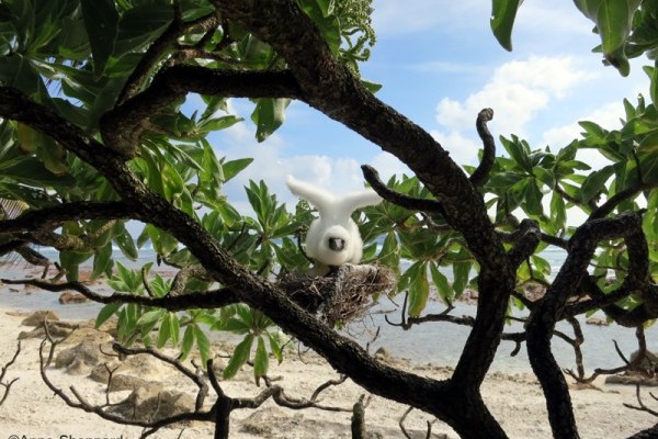 Baby red-footed booby (Sula sula), Middle Brother island