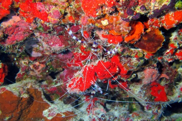 Cleaner shrimp (Stenopus hispidus) in Egmont Atoll