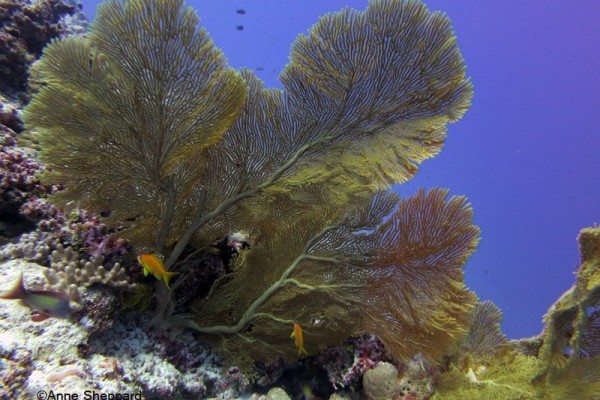 Gorgonians, Egmont Atoll