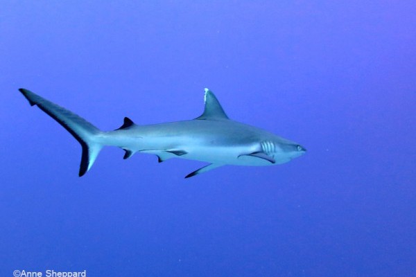 Silvertip shark (Carcharhinus albimarginatus), Egmont Atoll