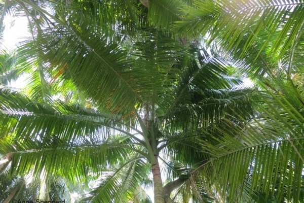 Coconut palms (Cocos nucifera), Middle Brother island