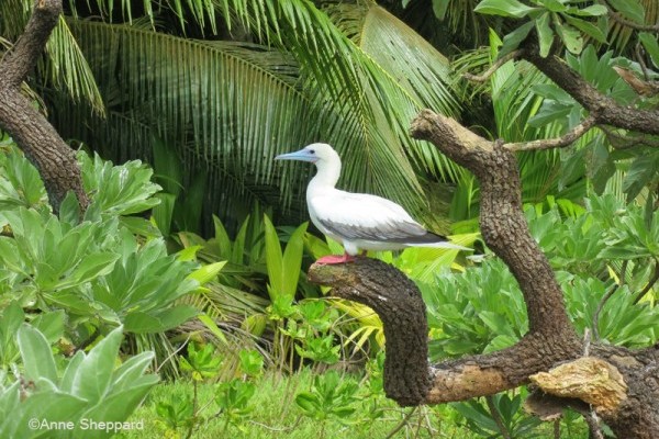 Red-footed booby (Sula sula), Middle Brother island