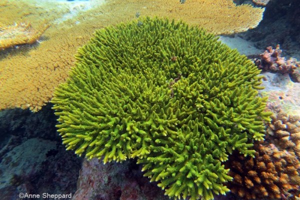 Acropora sp, Nelsons Island 