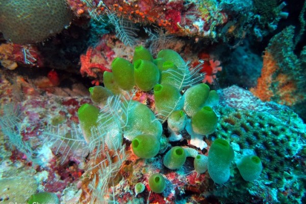 Ascidian Atriolum robustum, Nelsons Island