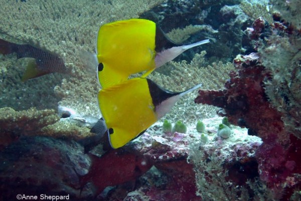 Long nose butterflyfish (Forcipiger flavissimus), Nelsons Island