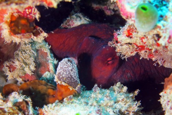 Octopus sp, Nelsons Island