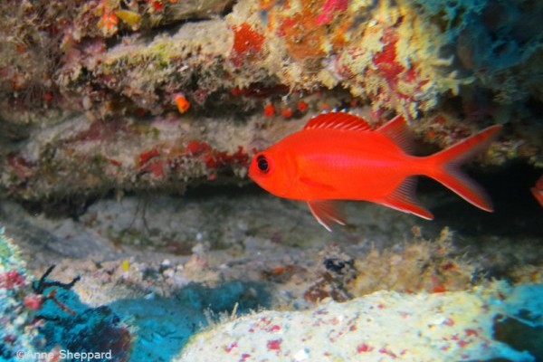Whitetip soldierfish (Myripristis vittata), Nelsons Island 