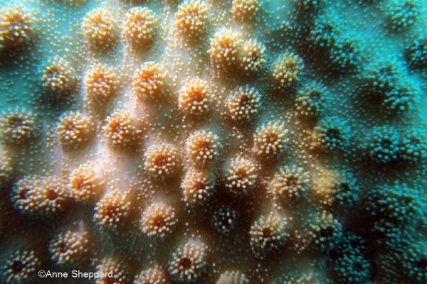 Coral (Echinopora sp), Peros Banhos Atoll lagoon Ile Diamant