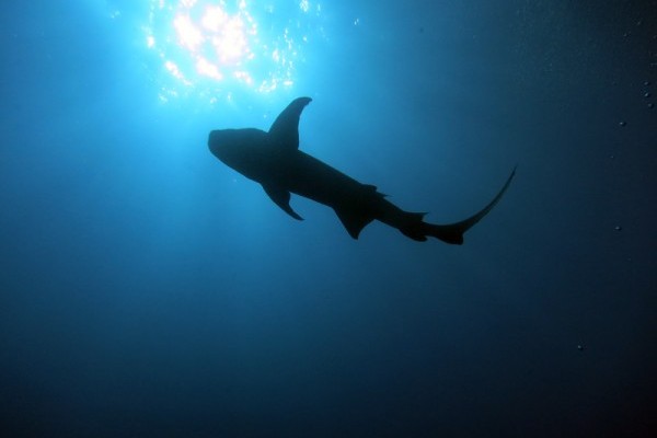 Nurse shark Nebrius ferrugineus in Peros Banhos Atoll