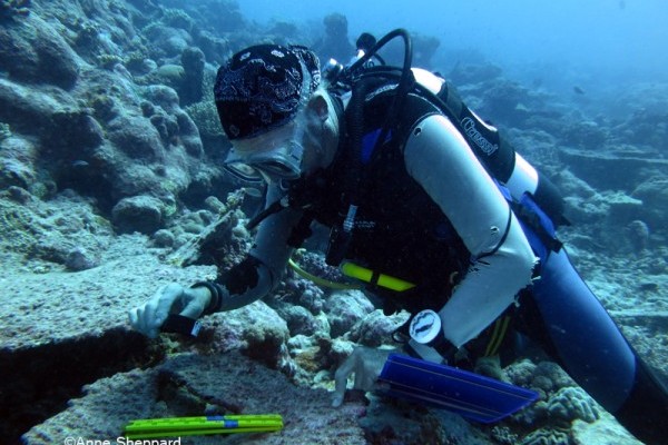 Prof Charles Sheppard counting juvenile coral recruits, Peros Banhos Atoll