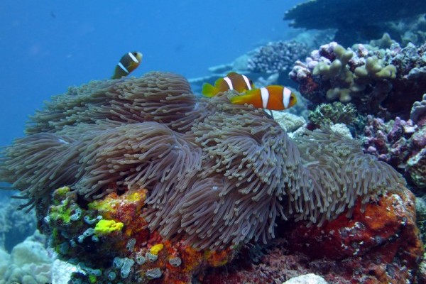 Chagos anemone fish, Peros Banhos Atoll 