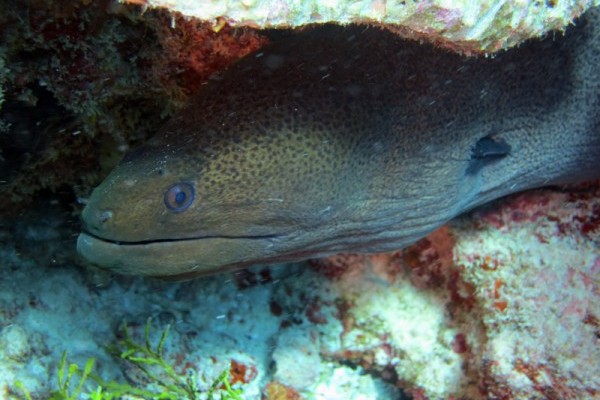 Moray eel (Gymnothorax undulatus), Peros Banhos Atoll