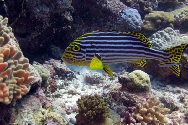 Oriental sweetlips (Plectorhinchus orientalis), Peros Banhos Atoll