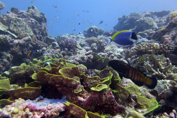 Reef in the Peros Banhos Atoll