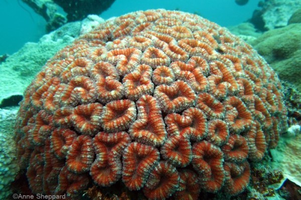 Coral (Lobophyllia sp.), Salomons Atoll lagoon