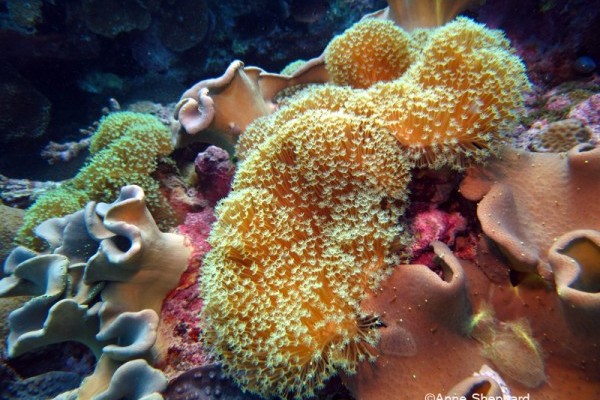 Soft coral, Salomons Atoll lagoon