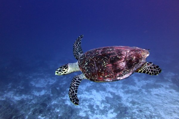 Hawksbill turtle, South Brother Island