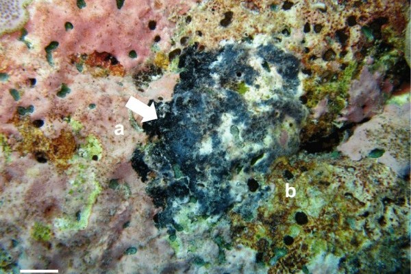 Chagos coral reefs struck by disease